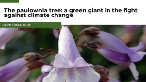 Farmers Future - Paulownia tree