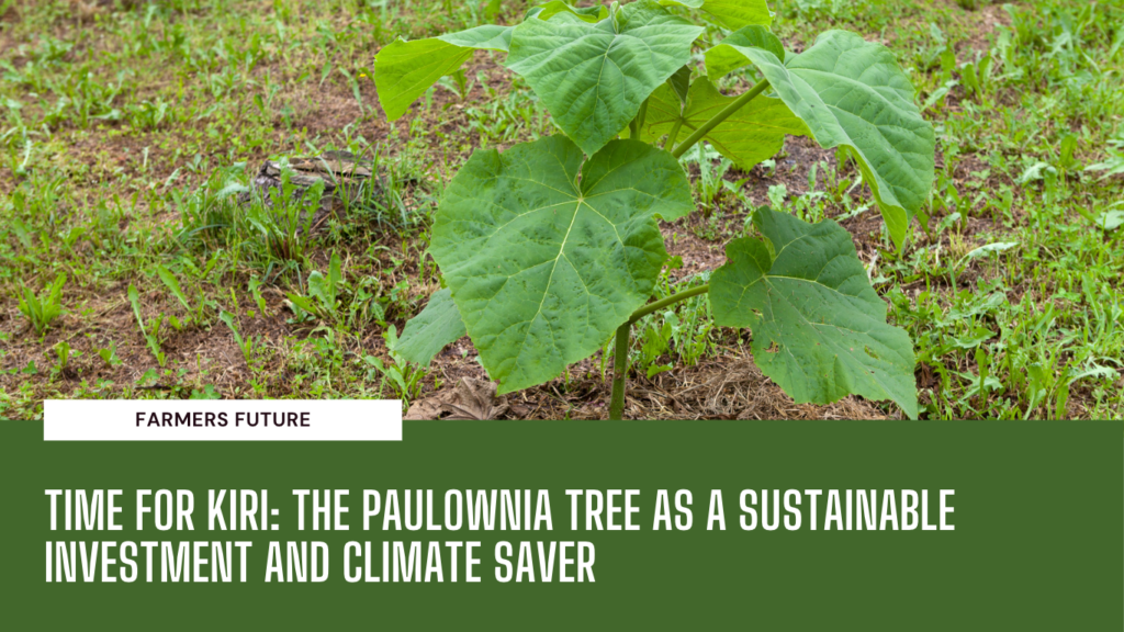 Paulownia tree for climate - Farmers Future